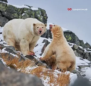 Фотографирование  белых медведей на Чукотке 