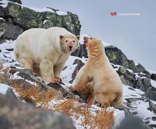 Изображение статьи Отдых на Чукотке: как добраться, где жить, что посмотреть Туры России