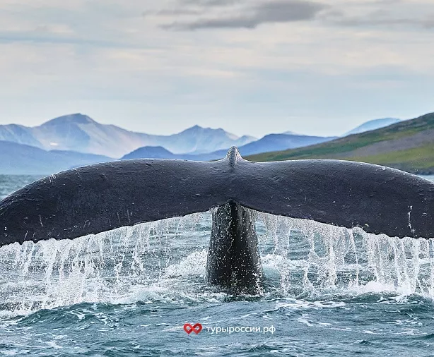 Изображение статьи Национальный парк «Берингия» — как добраться, где жить, что посмотреть Туры России