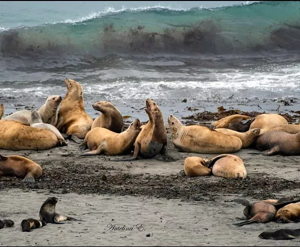 Изображение статьи Экспедиция на Командорские Острова: личный опыт посещения Туры России