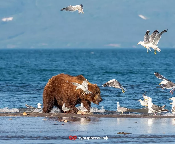 Изображение статьи Отдых на Курильских островах: как добраться, где жить, что посмотреть Туры России