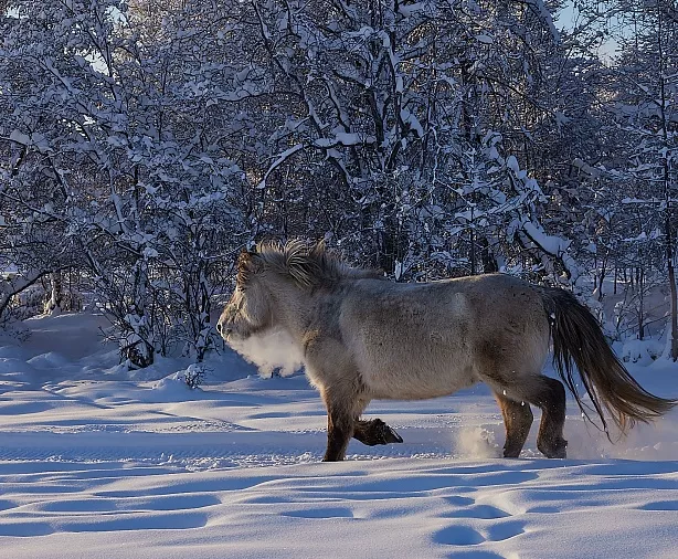 Изображение статьи Якутия: Зимняя Экспедиция по льду реки Индигирка Туры России