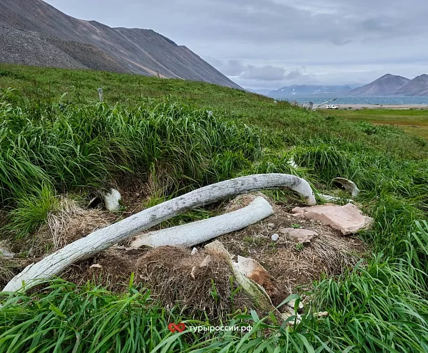 Изображение статьи Национальный парк «Берингия» — как добраться, где жить, что посмотреть Туры России