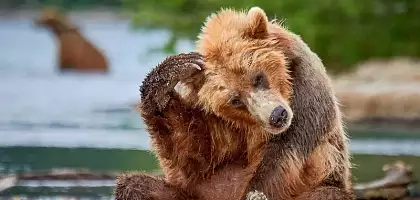 Вулканы и Медведи. Самый зрелищный тур на Камчатке!