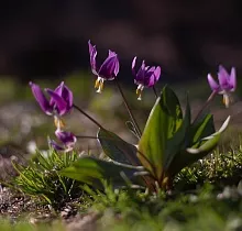 ополнительное фото тура 