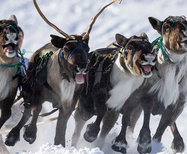 Изображение статьи День Оленевода, Салехард Туры России