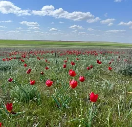 Тур Цветущие поля Калмыкии