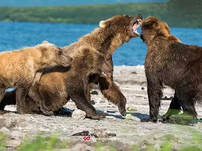 Медведи на Курильском озере