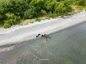 Медведи на Курильском озере