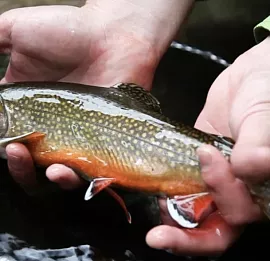 Тур Северная рыбалка