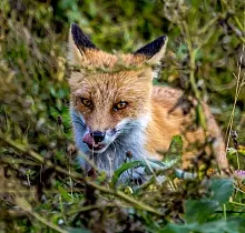 Фото дня 11 тура Сахалин, Итуруп, Шикотан и Кунашир с вулканом Тятя