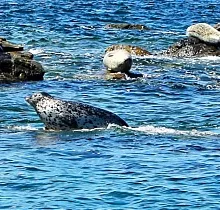 Фото дня 4 тура Заповедные истории: леопард, ларги и море