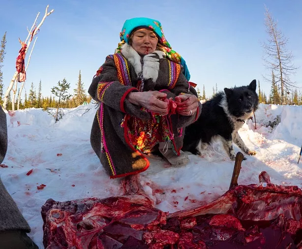 Изображение статьи Еда оленеводов Ямала – сырое мясо  Туры России