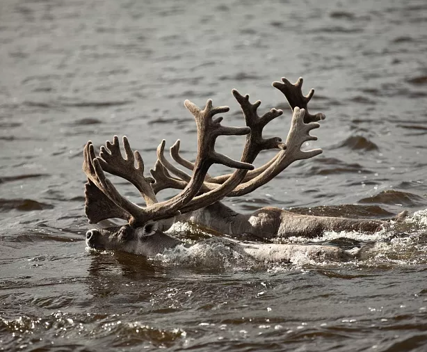 Изображение статьи Полуостров Таймыр: что посмотреть, когда ехать, как добраться  Туры России