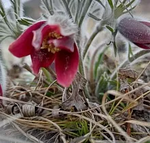 Фото дня 5 тура Весенняя рапсодия