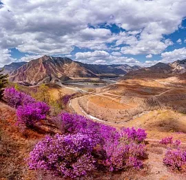 Тур Сиреневые горы Алтая. 7 дней