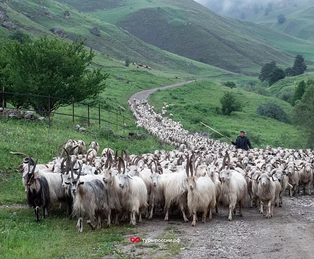 Изображение статьи Отдых в Республике Ингушетия: как добраться, где жить, что посмотреть Туры России