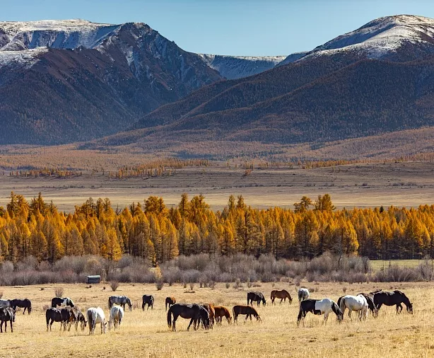 Изображение статьи Фотопутешествие на Горный Алтай из Москвы, золотая осень, 7 дней. Личный опыт Туры России