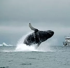 Тур Экскурсия на  китов и невероятная Териберка