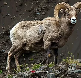 Тур Охота на горного барана (Чубуку)