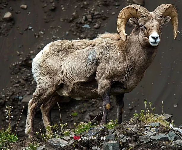 Изображение статьи Охота на трофейного снежного барана в Якутии Туры России