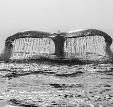 Фото дня 5 тура Сахалин, Итуруп, Шикотан и Кунашир с вулканом Тятя