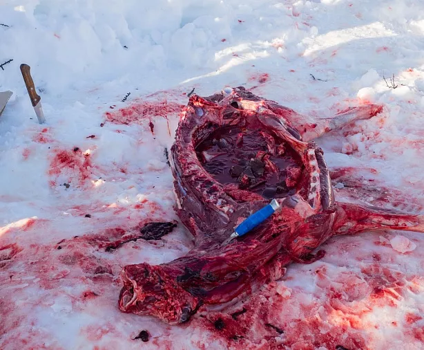 Изображение статьи Еда оленеводов Ямала – сырое мясо  Туры России