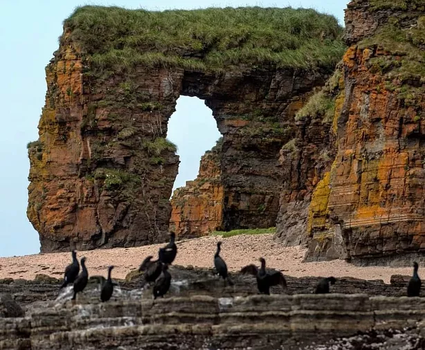 Изображение статьи Экспедиция на Командорские Острова: личный опыт посещения Туры России