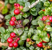 Фото дня 15 тура Сахалин, Итуруп, Шикотан и Кунашир с вулканом Тятя