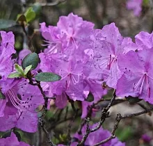 Фото дня 4 тура Весенняя рапсодия