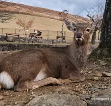 Фото дня 10 тура ПОЛНЫЙ ТУР ПО ЯПОНИИ 15 ДНЕЙ