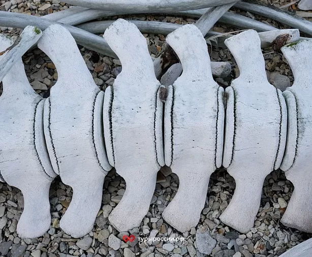 Изображение статьи Национальный парк «Берингия» — как добраться, где жить, что посмотреть Туры России