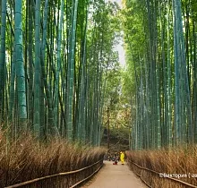 Фото дня 11 тура ПОЛНЫЙ ТУР ПО ЯПОНИИ 15 ДНЕЙ