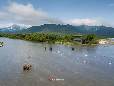 Медведи на Курильском озере
