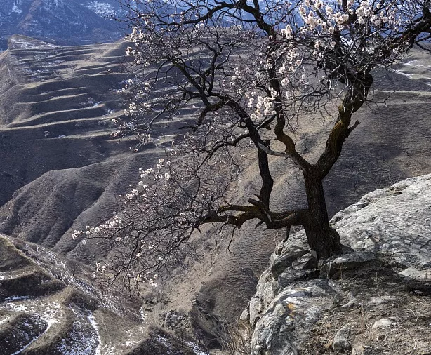 Изображение статьи Экскурсия из Дербента: Национальный Парк Самурский Туры России