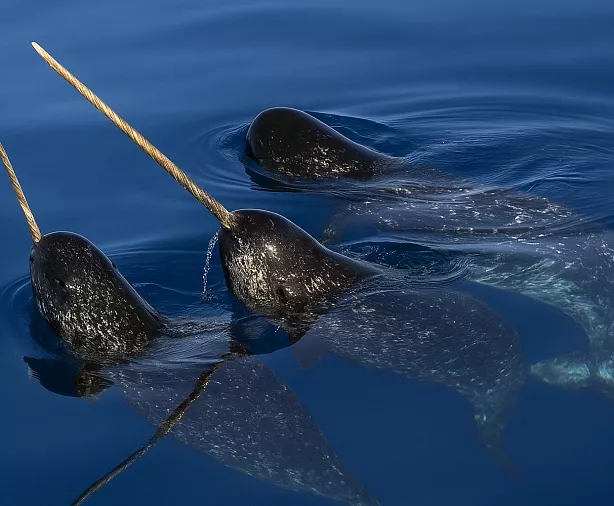 Изображение статьи Русская Арктика: личный опыт посещения земли Франца-Иосифа в составе научной экспедиции Туры России