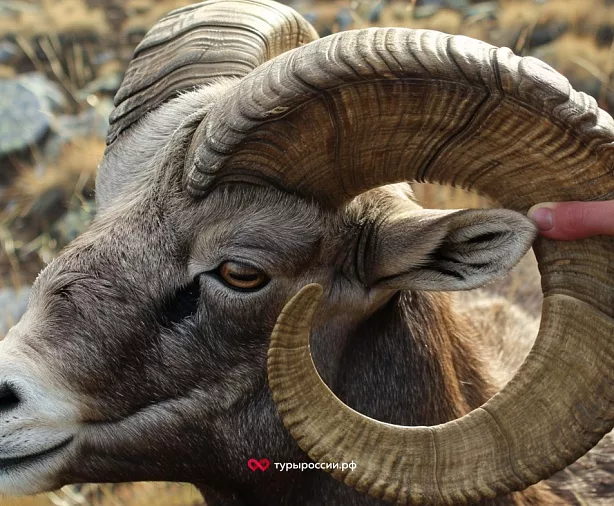 Изображение статьи Охота на трофейного снежного барана в Якутии Туры России