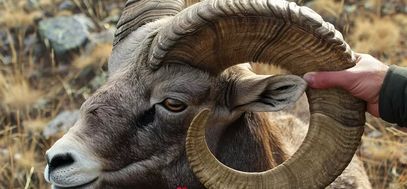 Охота на трофейного снежного барана в Якутии