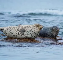 Фото дня 5 тура Гастротур «Вкус Тихого океана»