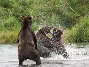 Медведи на Курильском озере