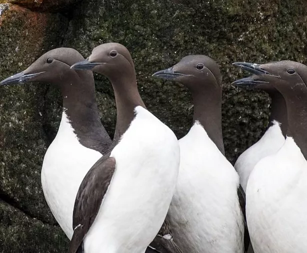 Изображение статьи Экспедиция на Командорские Острова: личный опыт посещения Туры России
